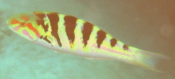 6-Bar Wrasse in adult phase