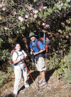 Back in blooming Rhododendrons