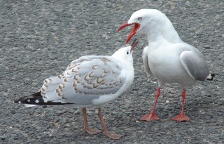 Adult and juvenile Silver Gulls