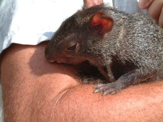 An agouti makes a lovely pet.