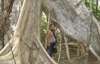 Ficus, Madagascar