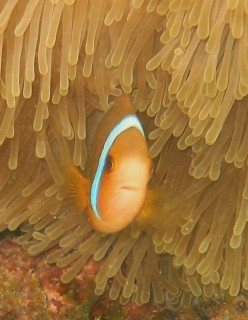 An anemone fish peers out from the protection of its anemone.