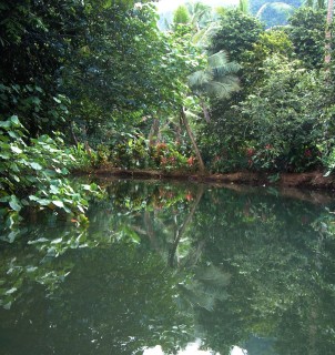 Still reflections and lush forest on the Apoomau River, Raiatea