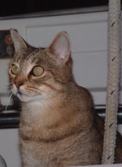 Arthur, our 8-yr-old gray tabby loves cruising when the anchor is down.