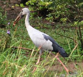 Asian Openbill with a newly caught frog in its bill.