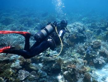 Astrid from Gaia dives on the Swallope coral, Walo