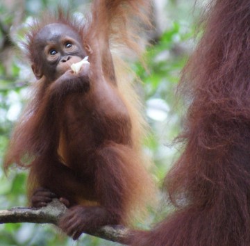 Delima's baby with banana