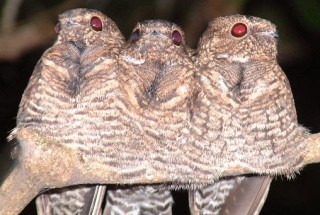 Band-Tailed Nighthawks up the Apure River at night