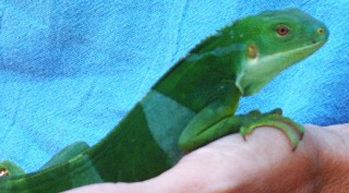 A captive male Banded Iguana at Kula Eco Center.