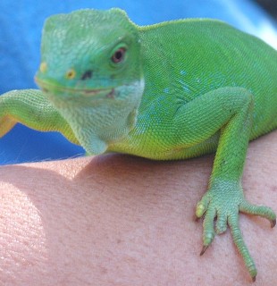 The female banded iguana is brilliant green without bands.