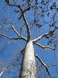 One of 7 Baobab species of Madagascar