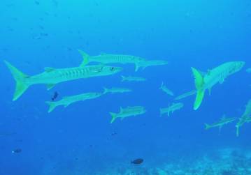 Barracuda circle lazily around divers at Cape Kri