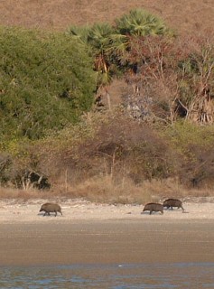 Wild pigs were abundant on Rinca and Komodo