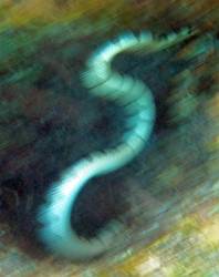 White belly of Beaked Sea Snake