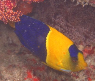 Bicolor Angelfish, Fiji