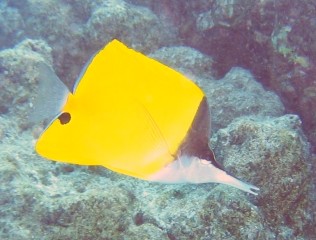 The Yellow-Bodied Snout-Fish