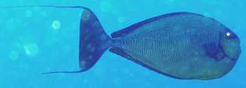 Bignose Unicornfish Naso vlamingii