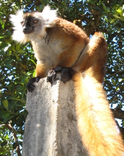 A female Black Lemur, on Nosy Komba, Madagascar