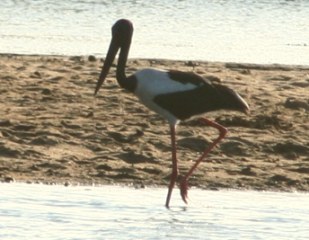 The not-so-common Black Necked Stork