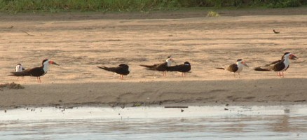 Black Skimmers on the Apure River