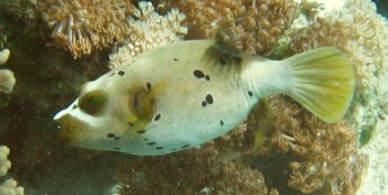 Black Spotted Pufferfish  Arothoron nigropunctatus in Indonesia