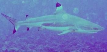 Blacktipped Reef sharks abound in French Polynesia