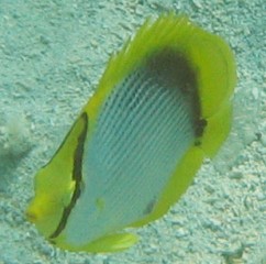 Black-backed Butterflyfish (New Caledonia)