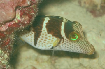 Black-Saddled Toby Canthigaster valentini