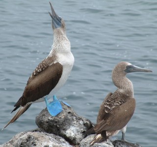 An adult Blue-footed boobie stretches next to a young boobie