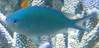 Blue-Green Chromis, Fiji