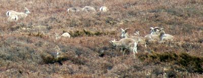 Herd of Blue Sheep, Thangsing Valley, Sikkim, India