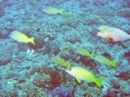 Blue-striped snapper and other fish over a garden of coral
