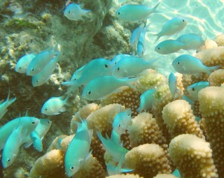 Blue-Green Chromis swarming around a favorite coral