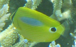 The Blue Spot Butterflyfish shot in New Caledonia