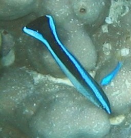 Bluestreak Cleaner Wrasse