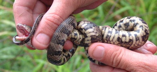 A boa constrictor rescued form the road in Los Llanos by Alan, our guide.