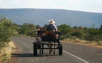 Donkey Cart.  Watch out for slow traffic in Botswana!