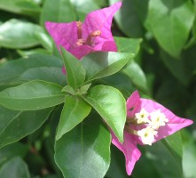 Purple Bougainvillea Flowers