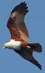 Brahmini Kite over Thailand, by Amanda Hacking