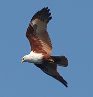 A Brahminy Kite soars over Thailand