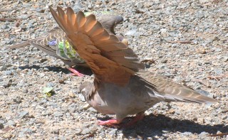 Common bronze-winged doves