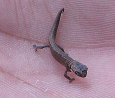 Smallest chameleon in the world, Madagascar