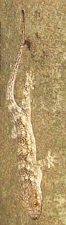 Brown gecko in northern Madagascar