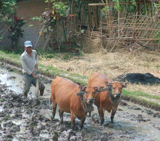Buffalo plowing a rice paddy for the new crop.