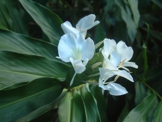 Fragrant Butterfly ginger. We found this specimen in the botanical garden on Raiatea