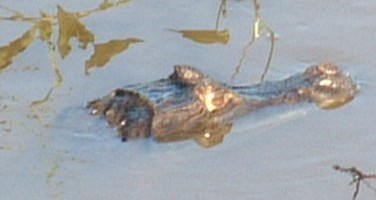A small caiman rests with its nostrils just out of the river.
