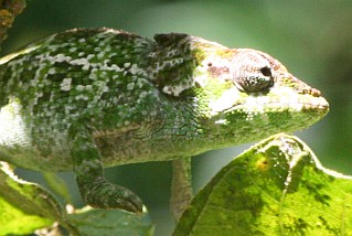 A chameleon, Caloma Ambre, in partial shade in northern Madagascar