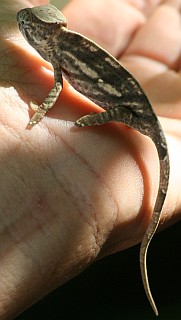 Juvenile Caloma aushogensis, northern Madagascar