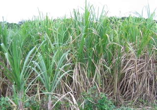 Tall, grassy sugarcane borders many of the roads in western Fiji.
