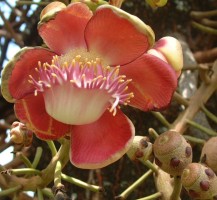 Cannonball Tree Flower